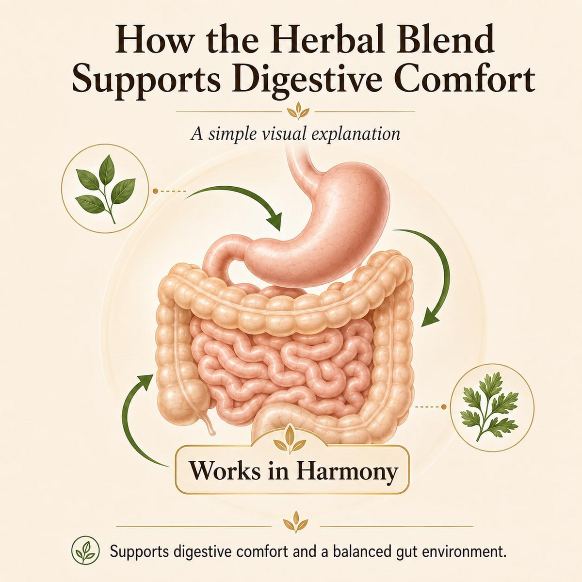 Daily Herbal Supplement Softgels – Wormwood & Black Walnut Extract for Digestive Wellness